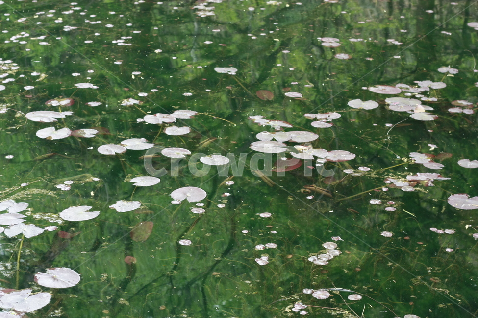 연못,물,물풀,연잎,pond