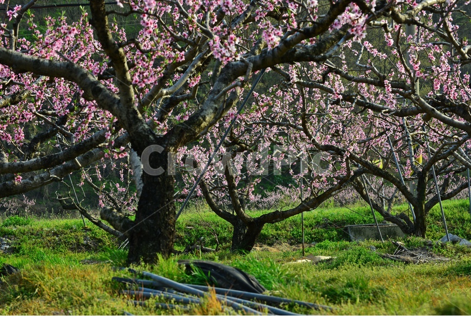 plant,식물,blossom,flower,과수원,복숭아밭,복사꽃,꽃,봄,계절