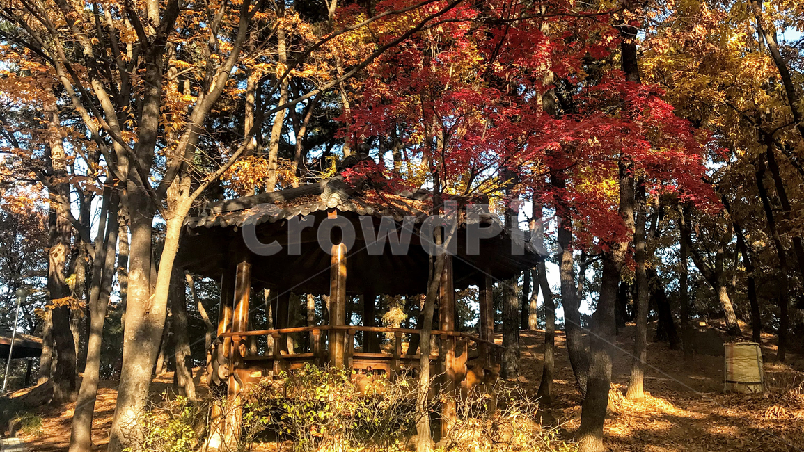 공원,산책로,산책길,정자,단풍,단풍나무,낙역,autumn,fall,autumncolors,fallfoliage,mapleleaf,maple,leaf,나뭇잎,잎,가을,pavilion,gazebo,summerhouse,한국,입추,단풍놀이