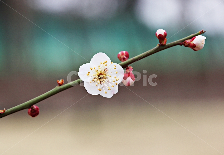 apricot flower,nature,background,apricot tree,flower