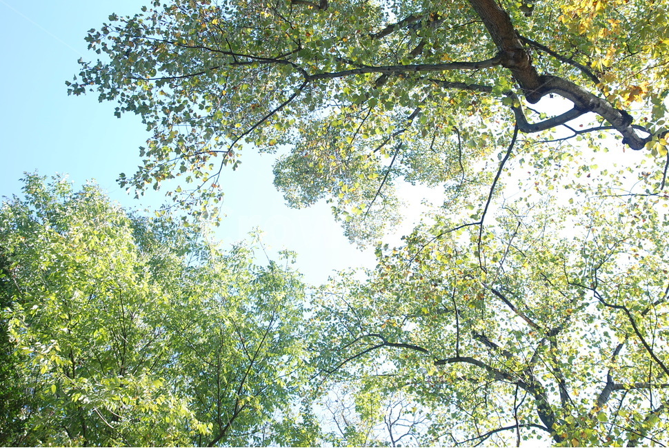 미국,america,나무,tree,나무줄기,treetrunk,plant,식물,푸른하늘,햇살,빛,sunray,light,눈부신,dazzling,radiant,나뭇잎,leaves,초록,green,자연,풍경,nature,landscape,tree trunk,나무 줄기