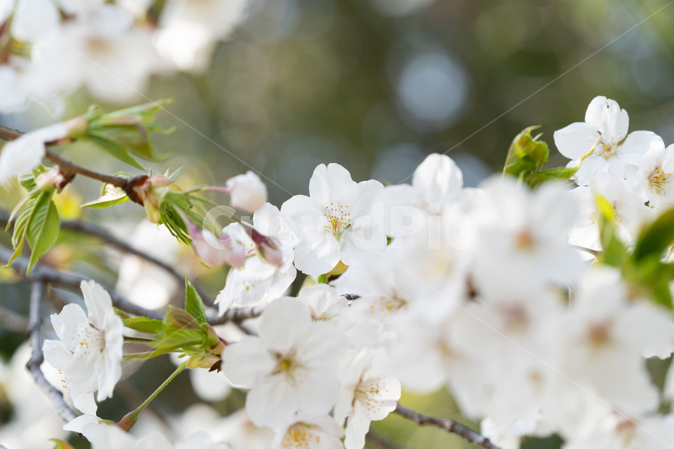 봄,벚꽃,자연,나무,계절,따뜻함,꽃,봄,계절,spring,season,plant,식물