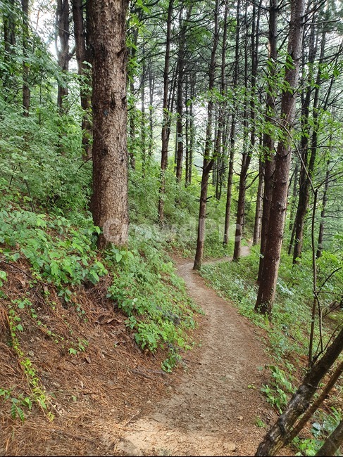 자연,숲속,나무,길,산책,숲,path,통로,ground,바닥,풀,산,나뭇잎,경치,쉼,휴식