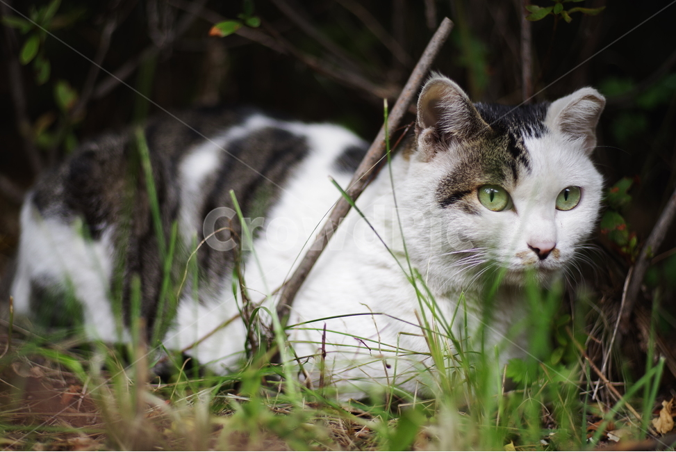 고양이,길고양이,길냥이,동물,애완동물,생명,자연,야생동물,cute,lovely,adorable,pet,animal,street,streetcat,natural,nature,stray,straycat,wild,wildlife,wildcat,동물,animal,포유류,mammal,고양이,cat,kitten,kitty