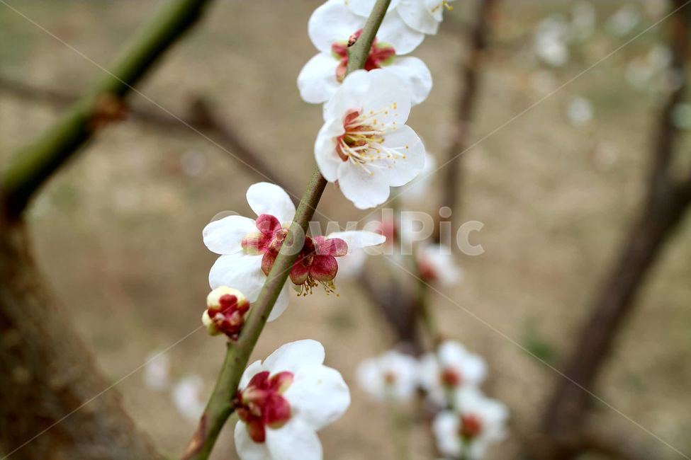 봄,koreanspring,korea,spring,매화,봄,계절,spring,season,plant,식물