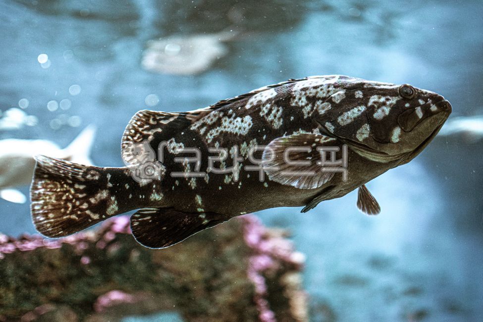 자바리,붉바리,다금바리,물고기,어류,생선,바다생물,해양생물