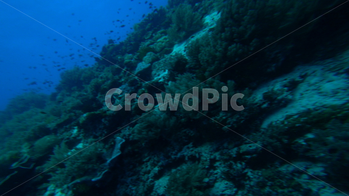 water,물,sea,바다,nature,자연,ocean,대양,해양생물,reef,암초,animal,동물,scubadiving,스쿠버다이빙,sport,스포츠,해양스포츠,sealife,coralreef,산호초,물고기,fish
