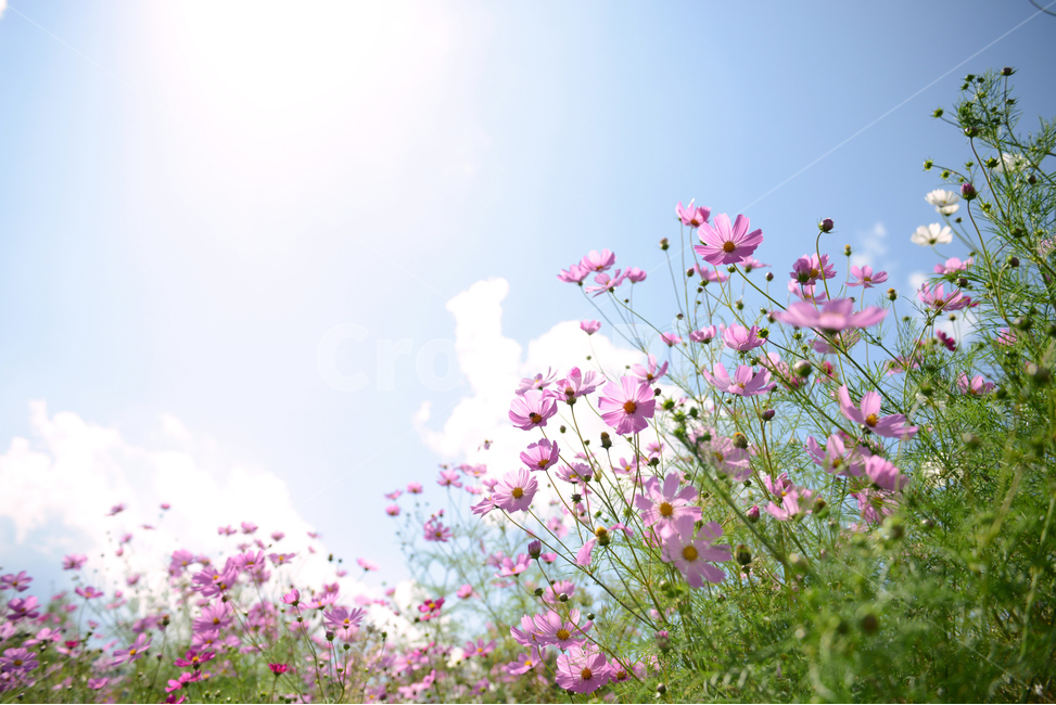 코스모스,가을,하늘,서정적,꽃,가을꽃,산책,감성,따뜻한,cosmos,flower,fall,autumn,bluesky,가을,계절,fall,autumn,season,식물,자연,plants,nature,꽃,flower,plant