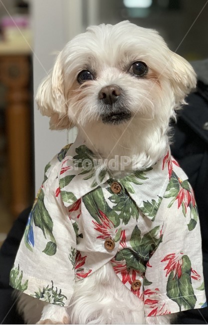 강아지,알로하,산책,말티즈,dog