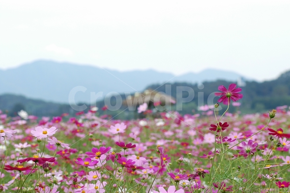 코스모스,꽃,코스모스꽃,가을,가을꽃,꽃밭,식물,자연,배경,백그라운드,컬러,칼라,컬러풀,원두막,시골,전원,풍경,가을풍경,산,자연,풍경,nature,landscape,식물,plants,꽃,flower,blossom,plant,petal,꽃잎,spring,봄