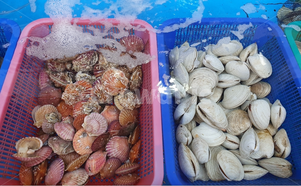 조개,시장,어시장,가리비,어항,여름,음식,수산물,해산물,fishery products,seafood