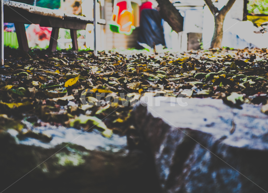 plant,낙엽,식물,leaf,잎,가을,fall