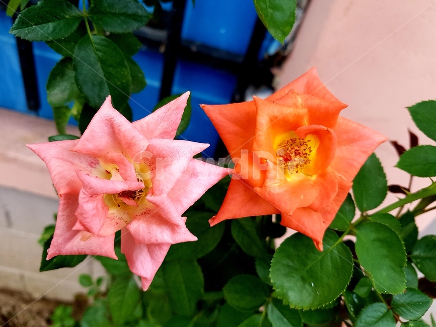 plant,식물,꽃,장미,rose,잎,식물,자연,plants,nature