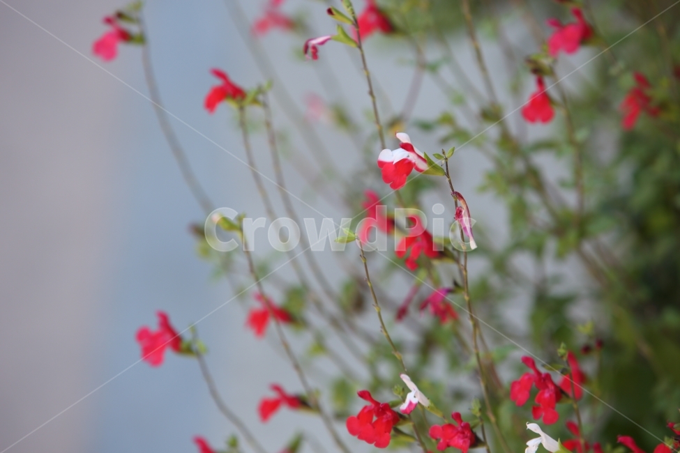 꽃,빨간꽃,식물,붉은색,여러송이,식물,자연,plants,nature,꽃,flower