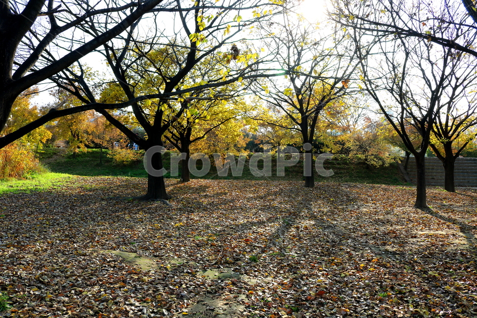 공원,선유도공원,한강공원,자연,풍경,나무,가을,단풍,낙엽,산책길,가을,계절,fall,autumn,season,자연,풍경,nature,landscape,식물,plants,나무,trees,wood,ground,바닥,tree,plant,tree trunk,나무 줄기