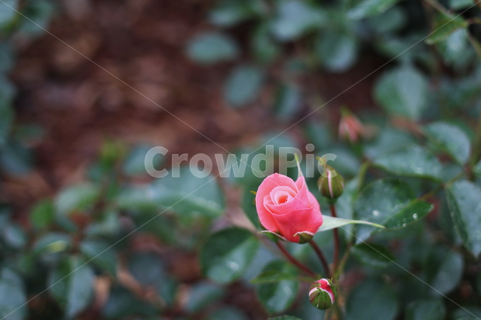 장미,rose,꽃,식물,플라워,flower,축제,향기,꽃향기,봄,계절,spring,season,식물,자연,plants,nature,꽃,flower,blossom,plant
