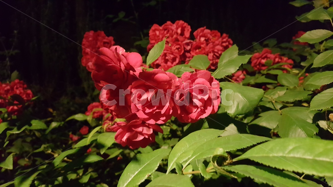 식물,plant,flower,꽃,자연,붉은색꽃,붉은꽃,redflowers