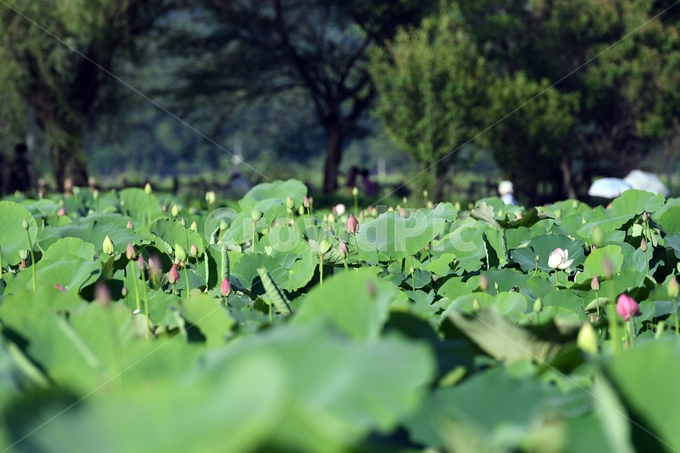 연못,수련,식물,자연,여름,정원,푸르른,물,수경식물,연못가,연못정원,plants,nature,연,연꽃,힐링,flower,감성,연잎,식물,자연,plants,nature