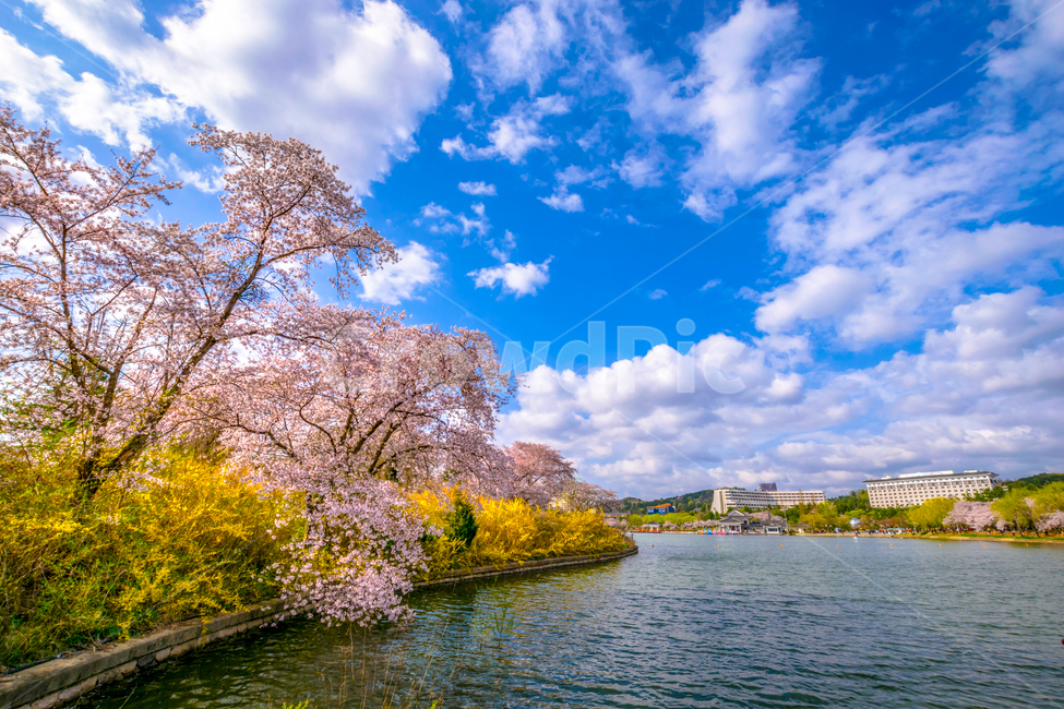 보문단지,벚꽃,봄,꽃,아름다움,경주,봄,계절,spring,season,자연,풍경,nature,landscape,한국자연풍경,한국자연경관,korea nature landscape,plant,식물