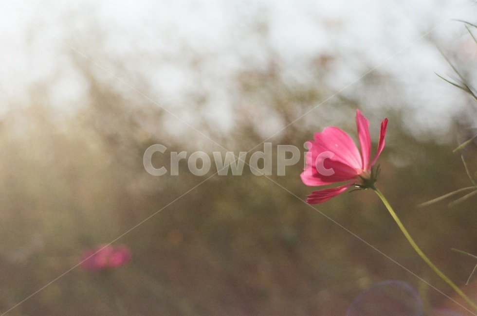 꽃,코스모스,들꽃,가을꽃,가을코스모스,가을,blossom,flower,식물