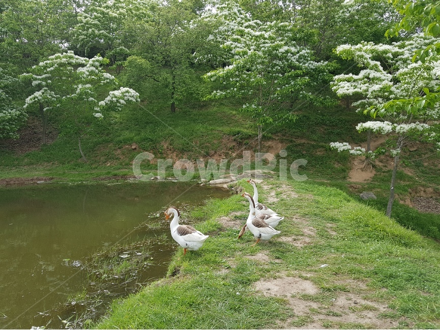 거위,통도사,통도사서운암,새,자연,연못,동물,animal,조류,새,birds