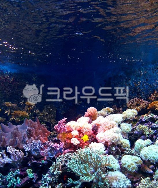 수족관,바다,물고기,수초,아쿠이리움,열대어,관상어,피쉬,fish,배경화면,물속,물풀,water,물,워터,산호,산호초,sea,ocean,오션,대양,해양생물,자연,nature