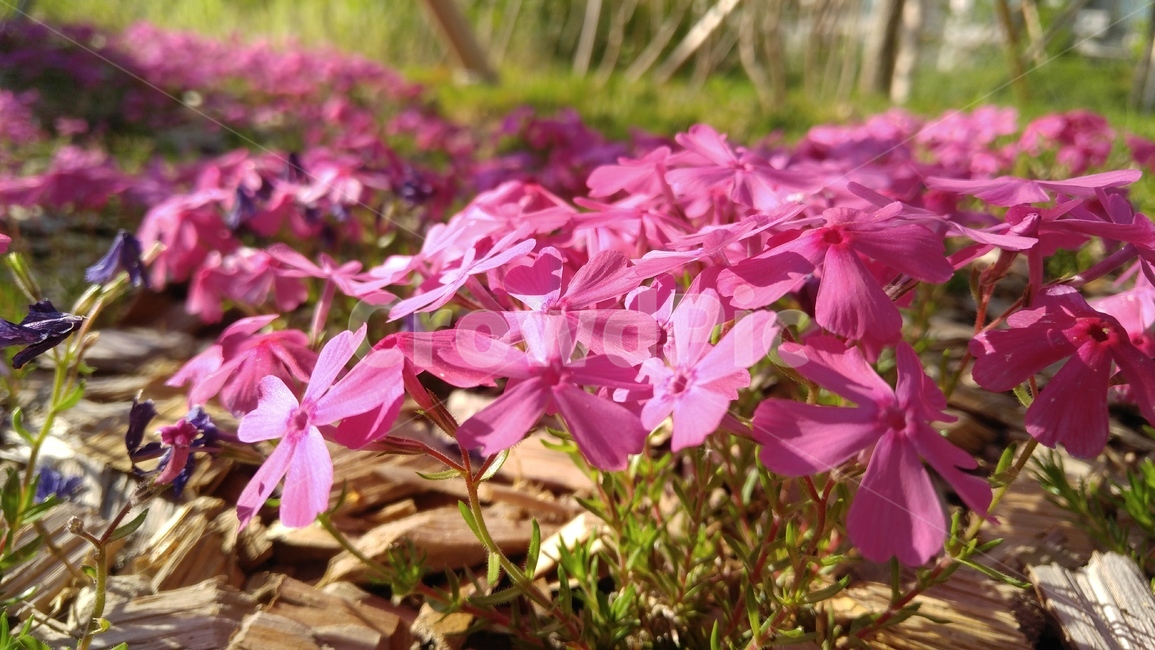 꽃잔디,꽃,핑크,핑크꽃,식물,배경,감성,밝은,flowergrass,flower,pink,pinkflower,plant,floral,bloom,bright,petal,background,emotional