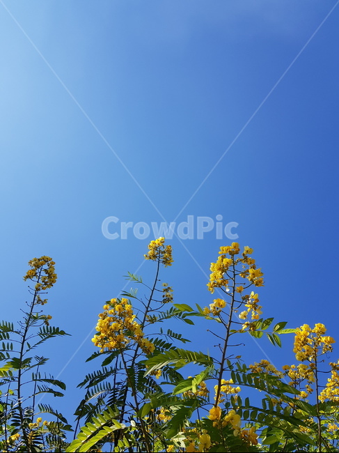 꽃,햇빛,노랑,초록,자연,파랑,하늘,sunlight,sunny,맑은,yellow,flower,기분좋은,조용,rest