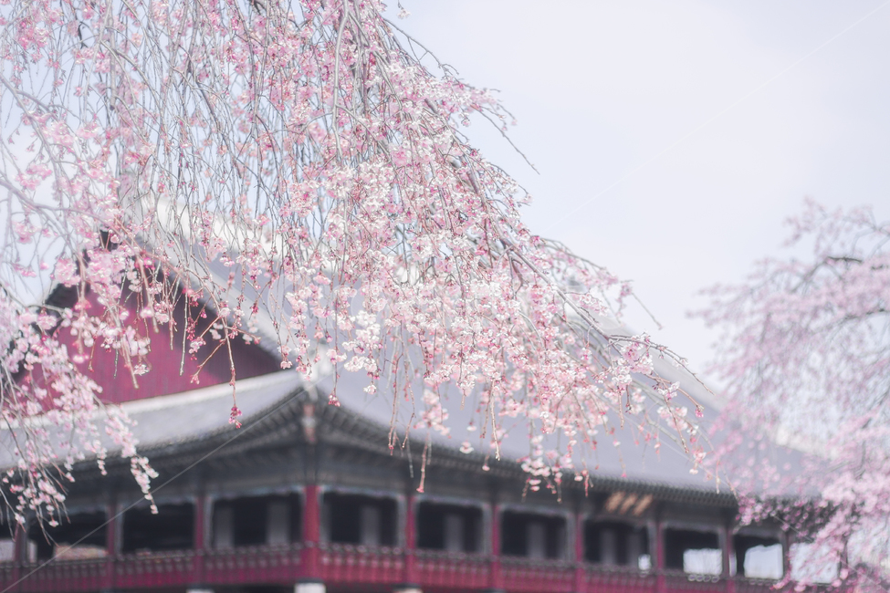 경복궁,벚꽃,봄,감성,색감,하늘,궁,처마,봄,계절,spring,season,한국전통,한국문화,korean traditional,korean culture,랜드마크,landmark,tourist attraction,한국랜드마크,한국관광지,한국명소,korea landmark,korea tourist attraction,식물,자연,plants,nature,꽃,flower,감성,sensible,feeling,색깔,색상,색채,색감,color sense,color sensitivity,feeling of color,plant,cherry blossom,blossom