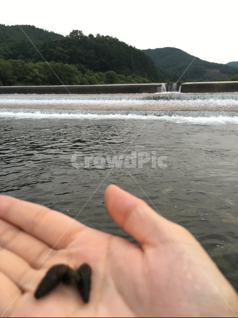 시냇물,시골,냇가,풍경,다슬기,계곡,개울가,초고화질,고화질,올뱅이,올갱이