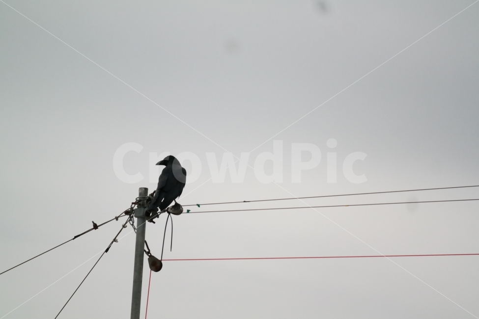 까마귀,조류,새,전봇대,동물,동물,animal,조류,새,birds,흑백,모노톤,monochrome,black and white