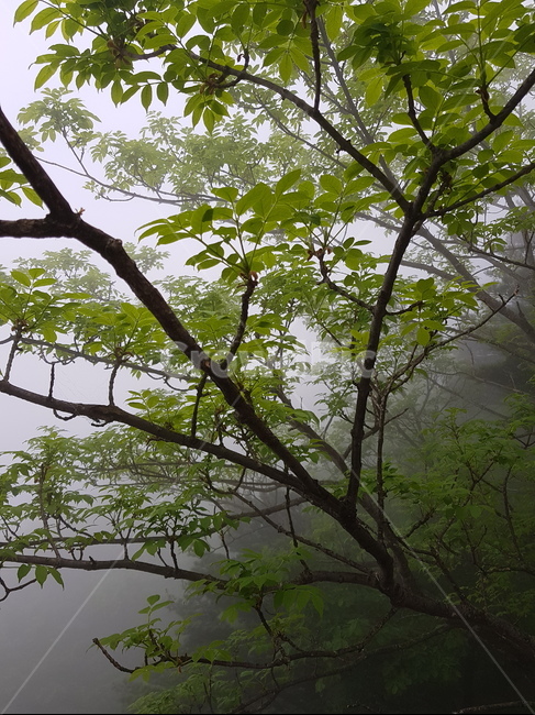 설악산,산,자연,풍경,나무,안개자욱,설악산정상,안개,설악산안개,숲,숲속안개,바위,돌