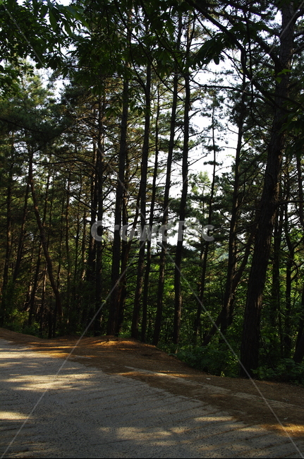 산길,나무,잎,식물,plant,자연,nature,숲,자연,풍경,nature,landscape,road,도로