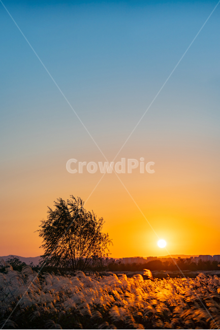 억새,일몰,sunset,가을,autumn,flamegrass,silvergrass,자연,황혼,하늘,sky,redsky,붉은하늘,자연,풍경,nature,landscape,식물,plants