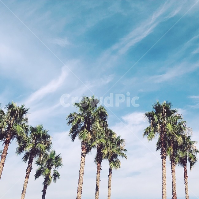palmtree,tree,나무,야자수,summer,여름,식물,식물,자연,plants,nature,나무,trees,wood