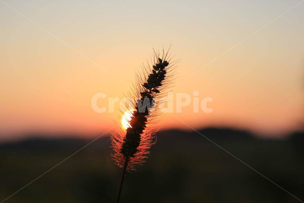 가을,강아지풀,감성,sunset,일몰,autumn,자연,nature,mackerel,가을,계절,fall,autumn,season,식물,자연,plants,nature,grass,잔디,plant,flare,플레어,light,빛