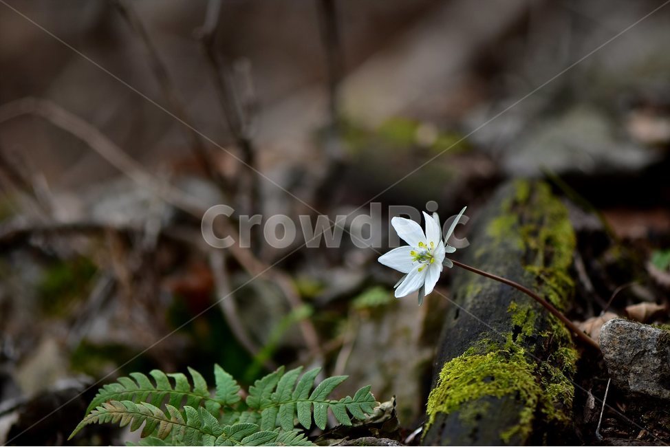 변산바람꽃,2018년,3월,야생화,꽃,생태,식물,자연,들꽃,산꽃,봄,감성,힐링,플라워,계절,시즌,wild,Flower,plants,nature,spring,season,배경,풀,초본,미나리아재비과,너도바람꽃속,flower,생태사진,봄꽃,자생지,경기도,식물,자연,plants,nature,꽃,flower