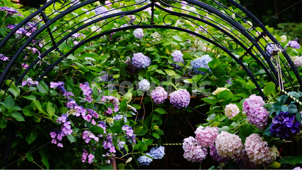 수국,산수국,꽃,꽃사진,태종대,식물,식물,자연,plants,nature,꽃,flower