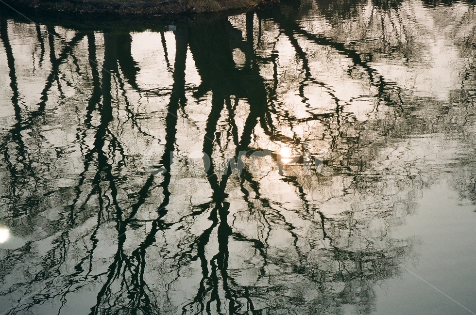 반사,물빛,나무,물,호수,강,필름,자연,풍경,nature,landscape,land,땅,outdoors,옥외,water