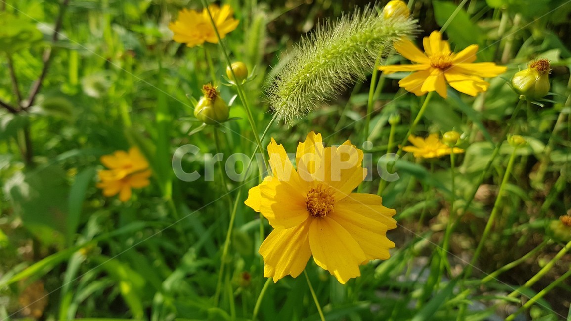 자연,식물,꽃,pollen,화분,plant,클로즈업,nature,flower,plants,꽃잎,petal,감성