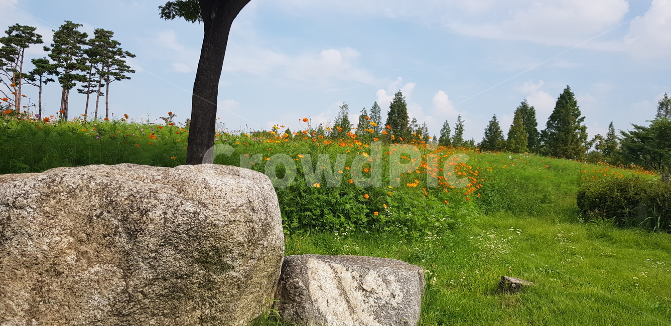 바위,돌,나무,하늘,구름,풍경,꽃,옥외,목초지,농장,농촌,들,outdoors,rural,countryside,grassland