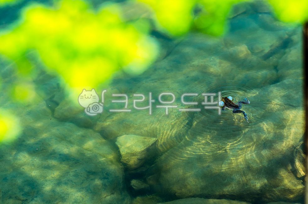 spring,green,frog,above the water,tree frog,water,swim