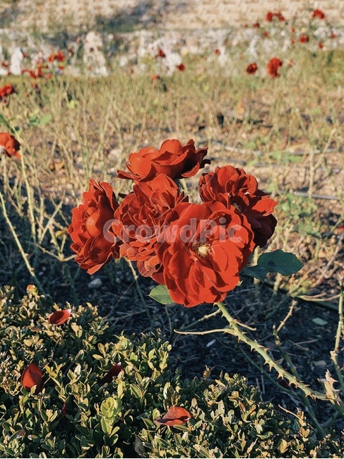 plant,식물,flower,꽃,장미,rose,식물,자연,plants,nature