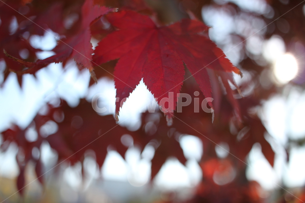 단풍,분위기있는,가을,붉은단풍,별모양,fall,감성,차분한