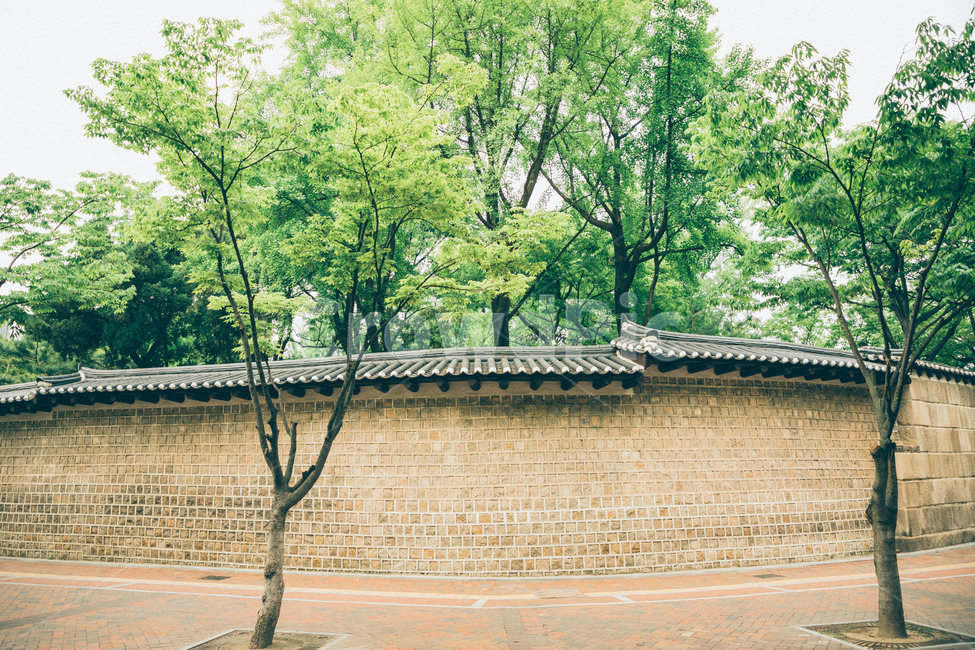 덕수궁돌담길,길,나무,돌담길,담벼락,road,tree,한국전통,한국문화,korean traditional,korean culture,건축물,건물외관,exterior,building,structure,architecture,construction