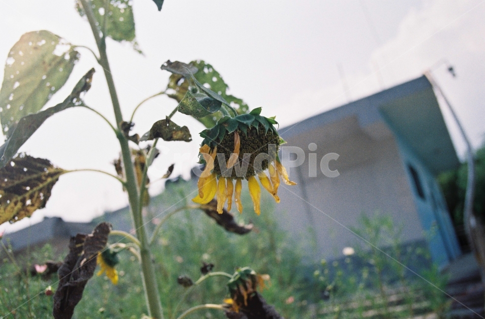 꽃,자연,감성사진,예쁨,길,식물,자연,plants,nature,꽃,flower,감성,sensible,feeling