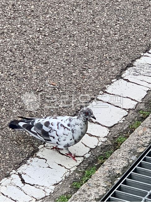 새,비둘기,횡단보도,모르새,카멜레온,animal,동물,bird,숨바꼭질