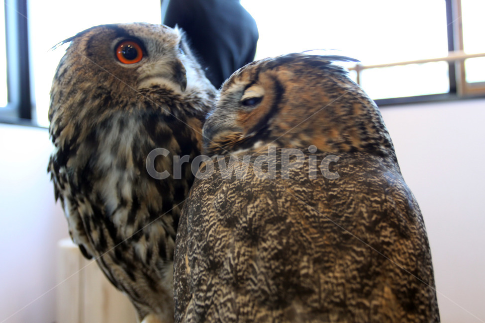 animal,동물,bird,새,부엉이,동물,animal,조류,새,birds