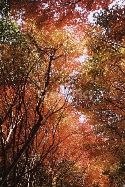 단풍,빨간단풍,가을,단풍숲,빨강