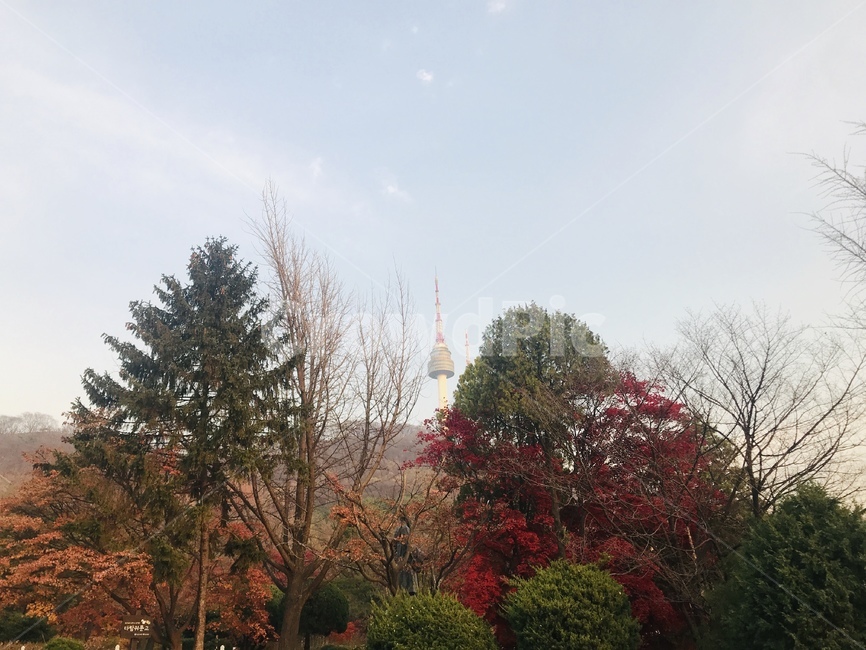 가을,남산,단풍,남산타워,풍경,나무,자연,산,가을,계절,fall,autumn,season,tree,plant,식물,fir,전나무